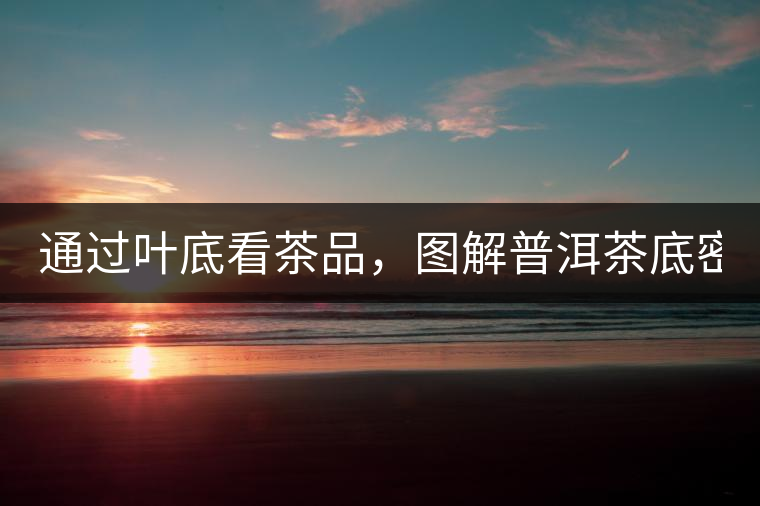 通過葉底看茶品，圖解普洱茶底密碼！