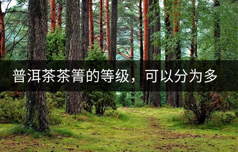 普洱茶茶箐的等級，可以分為多少級？