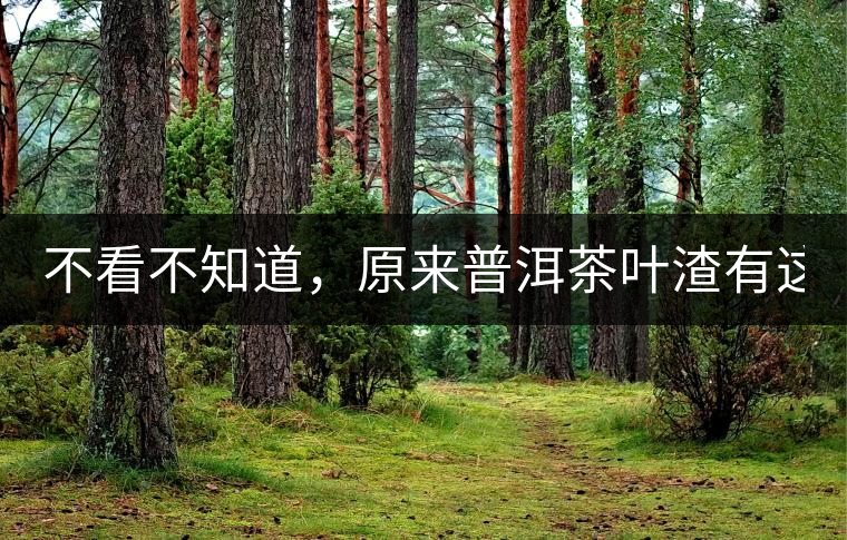 不看不知道，原來(lái)普洱茶葉渣有這么多作用！