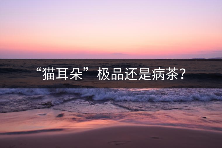 “貓耳朵”極品還是病茶？