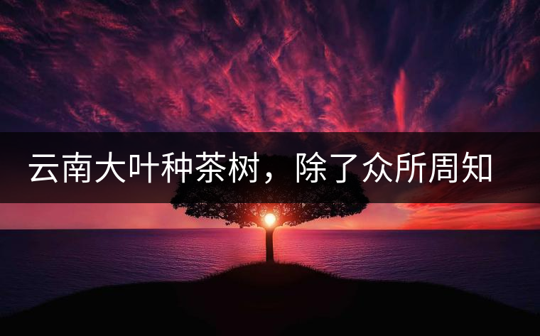 云南大葉種茶樹(shù)，除了眾所周知的“勐庫(kù)種”“勐海種”以外，還有那些品質(zhì)獨(dú)特的品種呢