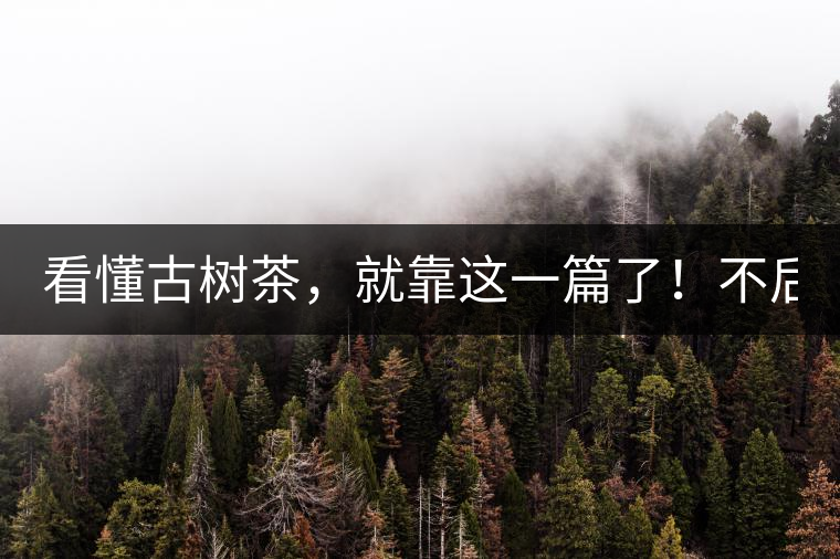 看懂古樹茶，就靠這一篇了！不后悔!