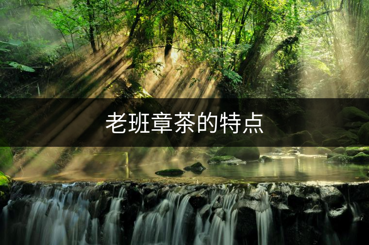老班章茶的特點