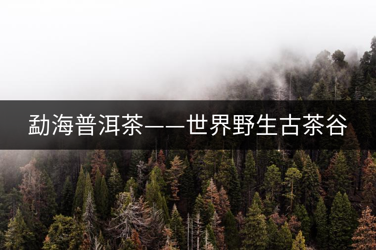 勐海普洱茶——世界野生古茶谷 勐海普洱茶——世界野生古茶谷