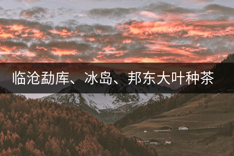 臨滄勐庫、冰島、邦東大葉種茶的解析