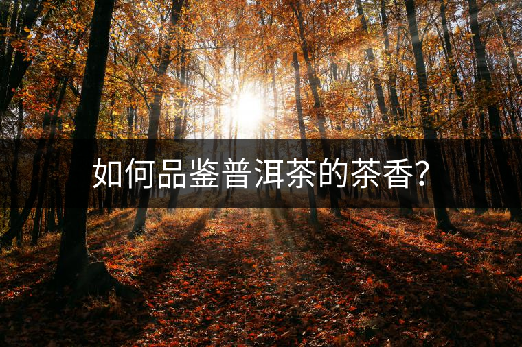 如何品鑒普洱茶的茶香？
