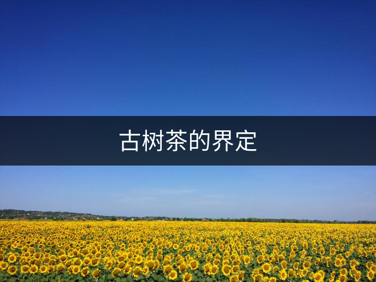 古樹(shù)茶的界定