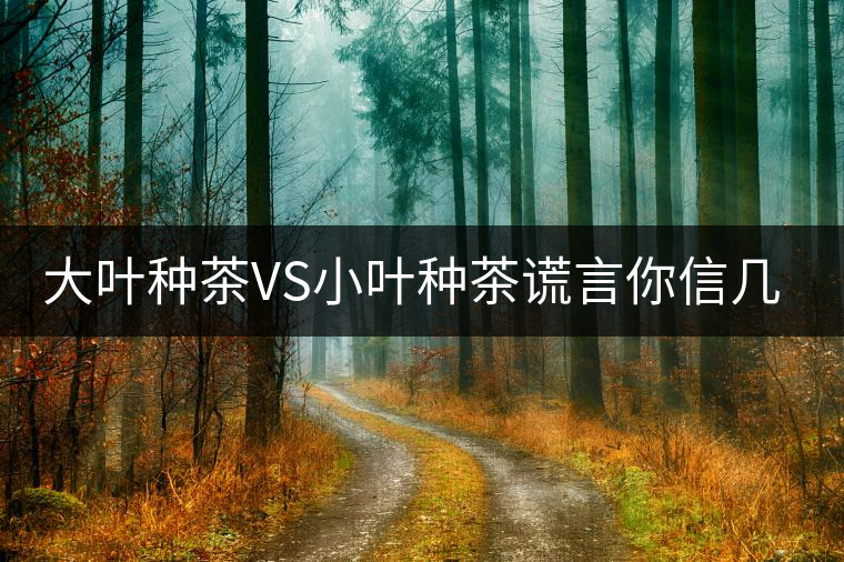 大葉種茶VS小葉種茶謊言你信幾個(gè)？