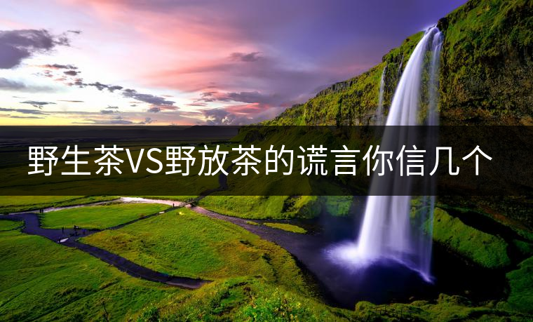 野生茶VS野放茶的謊言你信幾個？