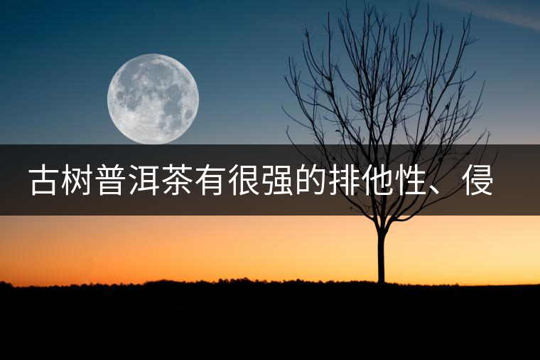 古樹普洱茶有很強(qiáng)的排他性、侵略性、吸納性
