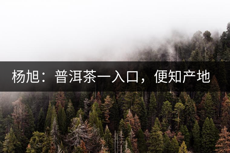 楊旭：普洱茶一入口，便知產(chǎn)地和年份