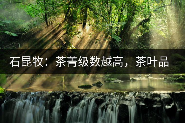 石昆牧：茶菁級數(shù)越高，茶葉品質(zhì)就越好？