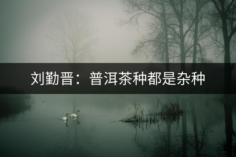 劉勤晉:普洱茶種都是雜種 劉勤晉:普洱茶種都是雜種