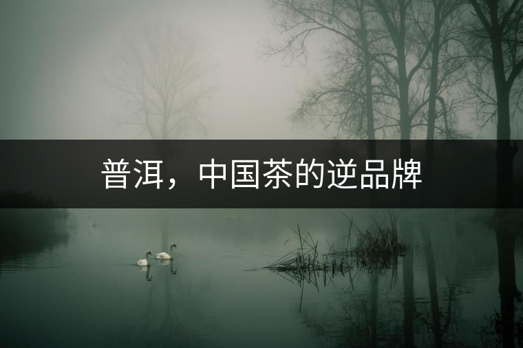 普洱，中國茶的逆品牌