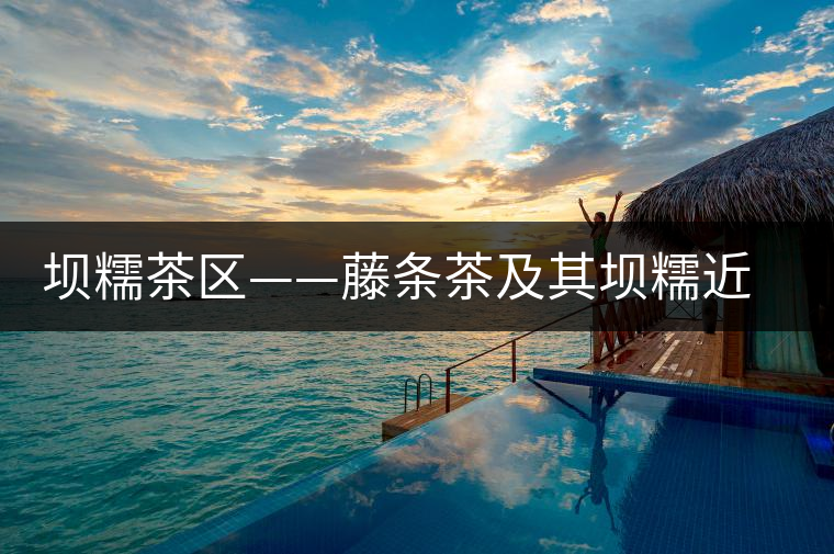 壩糯茶區(qū)——藤條茶及其壩糯近期歷史 壩糯茶區(qū)——藤條茶及其壩糯近期歷史