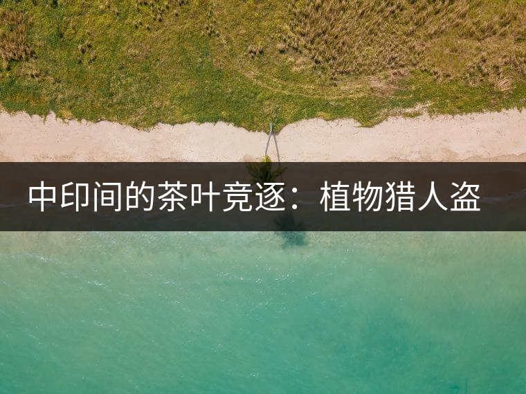 中印間的茶葉競逐：植物獵人盜走中國茶種，改變世界茶葉貿(mào)易版圖