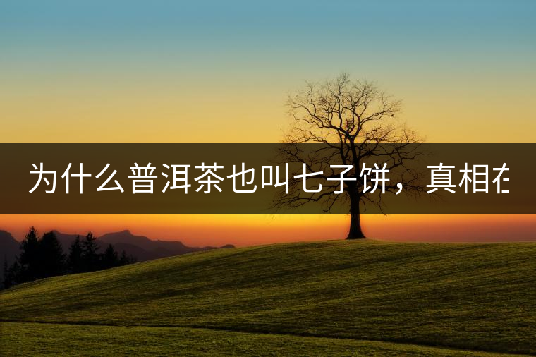 為什么普洱茶也叫七子餅，真相在這里！