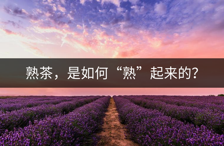熟茶，是如何“熟”起來的？