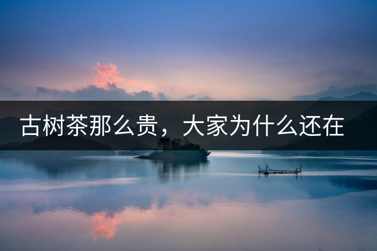 古樹茶那么貴，大家為什么還在瘋狂追求？