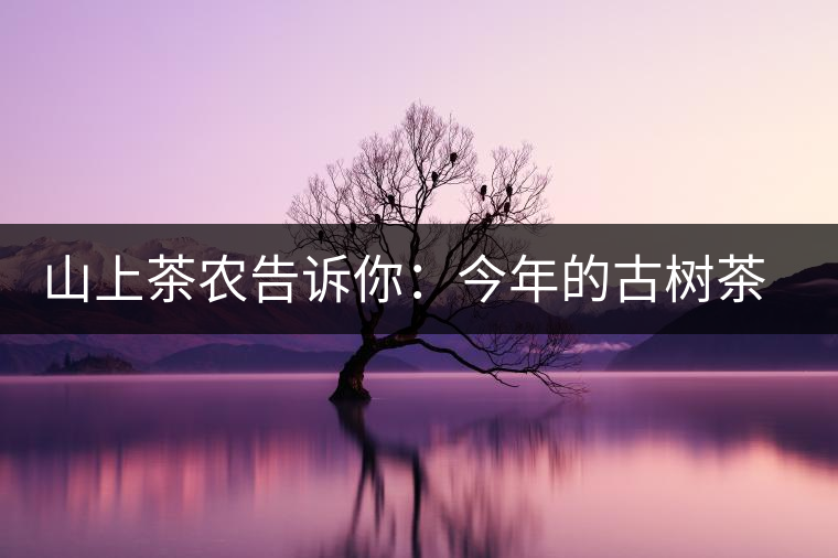 山上茶農(nóng)告訴你：今年的古樹茶為什么那么貴？