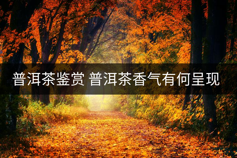 普洱茶鑒賞 普洱茶香氣有何呈現(xiàn)？