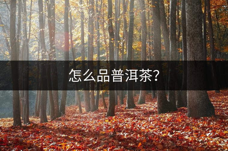 怎么品普洱茶？