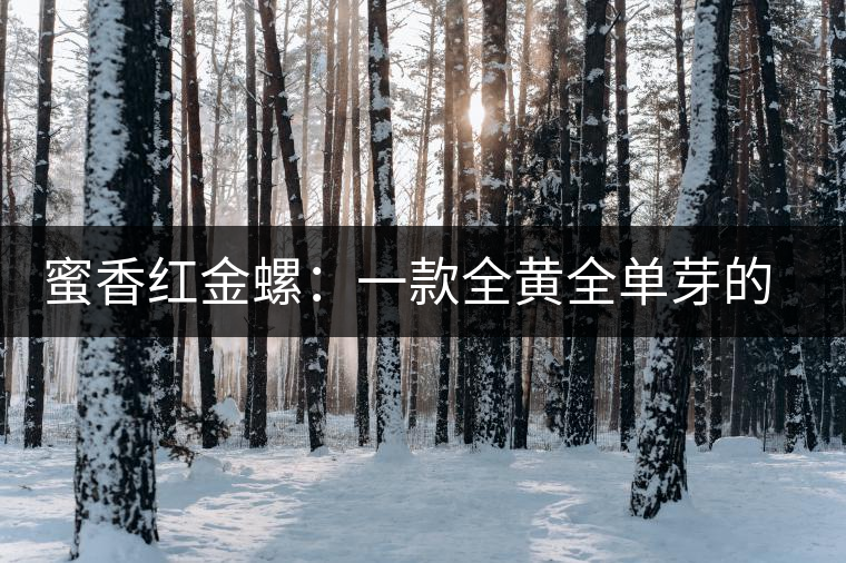 蜜香紅金螺:一款全黃全單芽的滇紅茶 蜜香紅金螺:一款全黃全單芽的滇紅茶