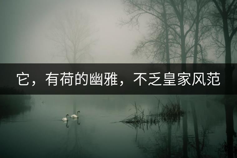 它，有荷的幽雅，不乏皇家風(fēng)范