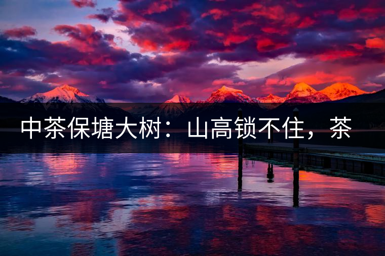 中茶保塘大樹：山高鎖不住，茶好名自傳