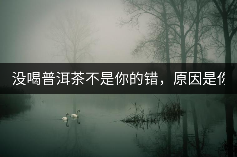 沒喝普洱茶不是你的錯(cuò)，原因是你還沒遇到Y(jié)671與Y562