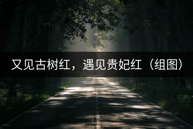又見古樹紅，遇見貴妃紅（組圖）