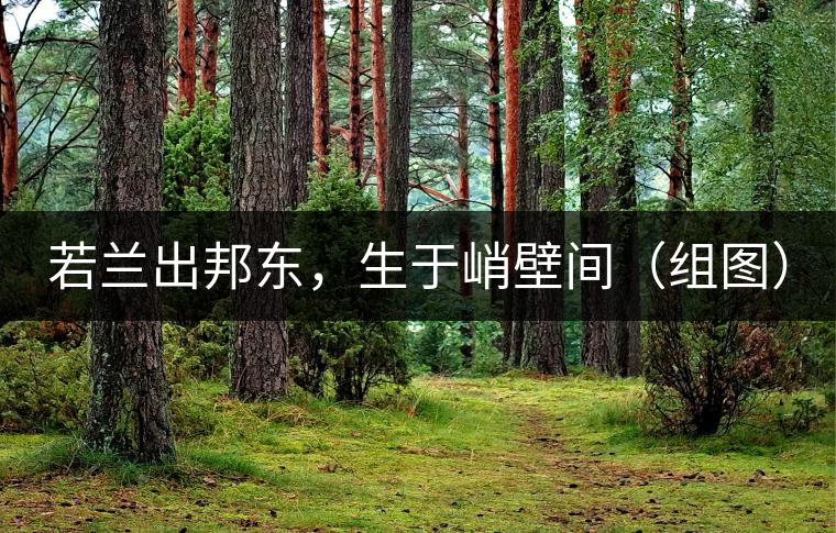 若蘭出邦東，生于峭壁間（組圖）