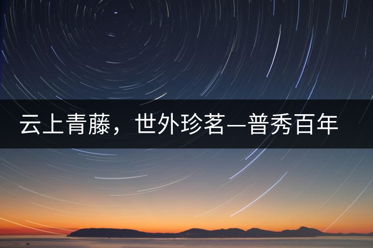 云上青藤，世外珍茗—普秀百年藤條茶即將上市