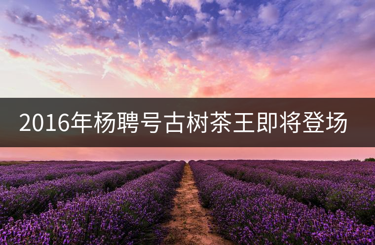2016年楊聘號(hào)古樹(shù)茶王即將登場(chǎng)！