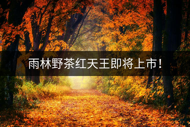 雨林野茶紅天王即將上市！