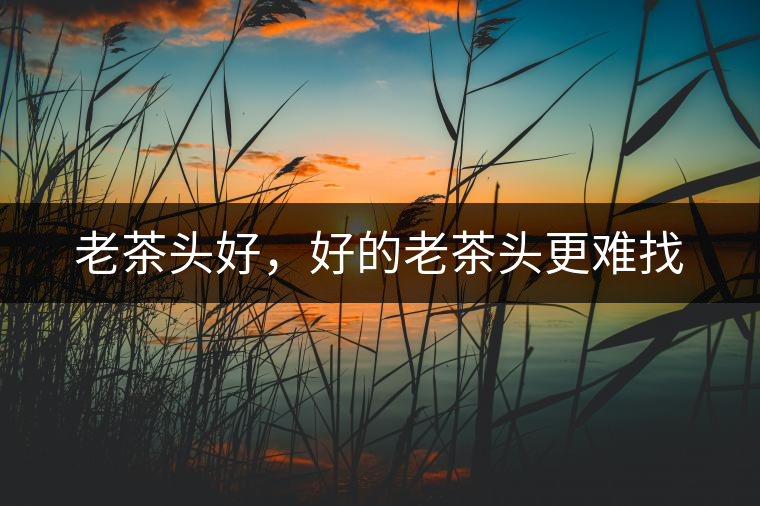 老茶頭好，好的老茶頭更難找