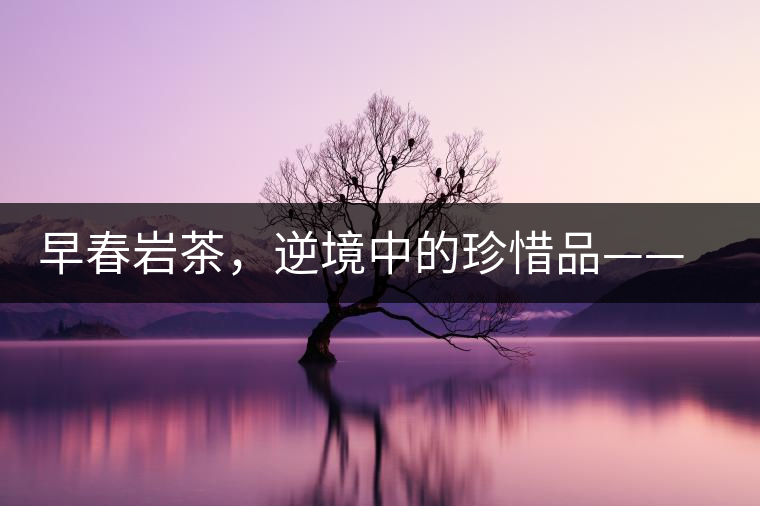 早春巖茶，逆境中的珍惜品——“邦東古樹(shù)茶”隆重上市