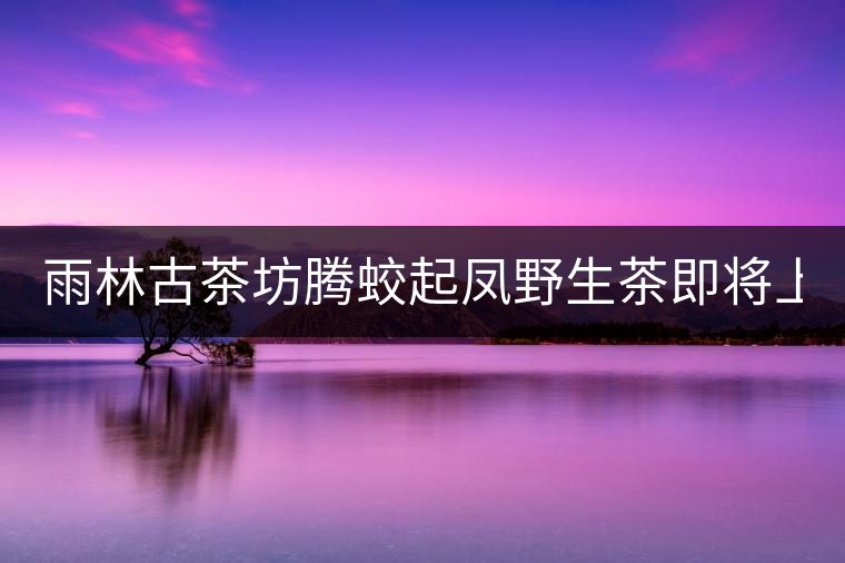 雨林古茶坊騰蛟起鳳野生茶即將上市！