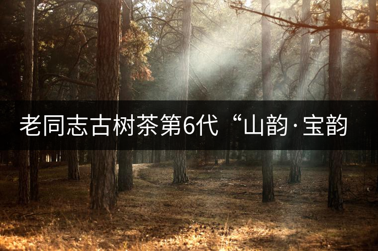 老同志古樹茶第6代“山韻·寶韻”即將上市！