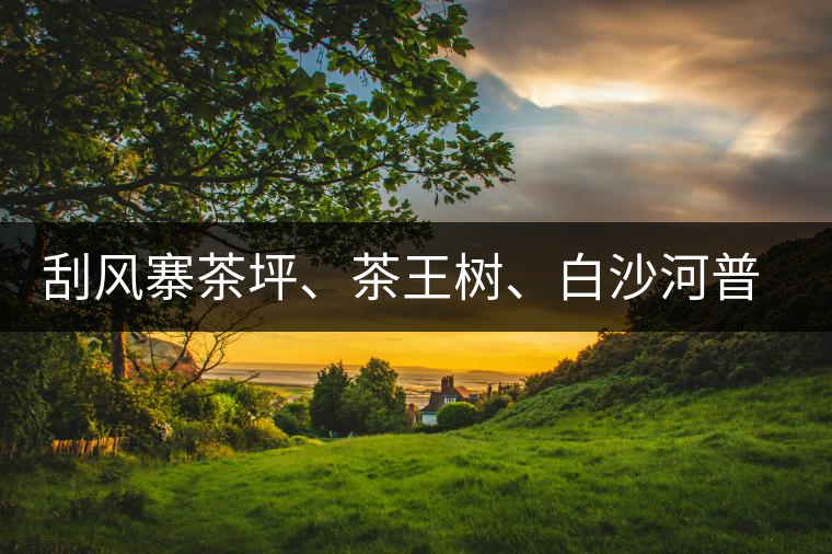 刮風(fēng)寨茶坪、茶王樹、白沙河普洱茶怎么樣