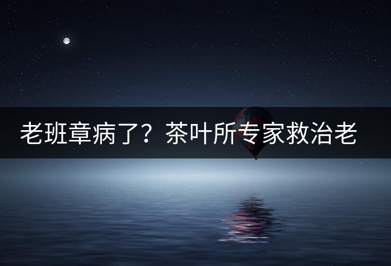 老班章病了？茶葉所專家救治老班章古茶樹