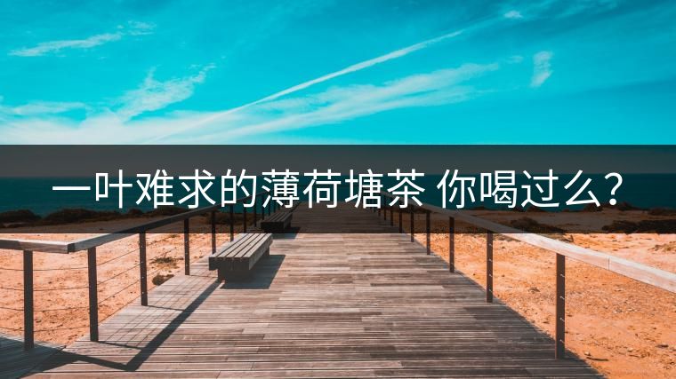 一葉難求的薄荷塘茶 你喝過么？