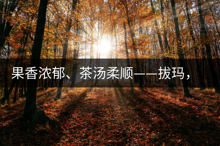 果香濃郁、茶湯柔順——拔瑪，南糯山最好的茶