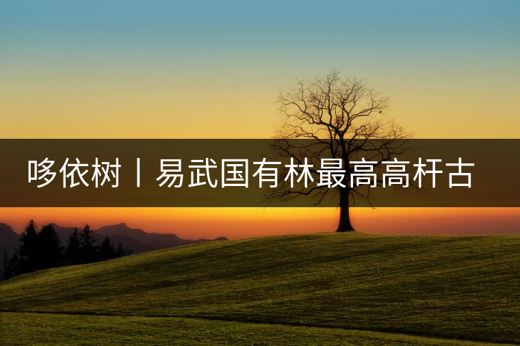 哆依樹丨易武國有林最高高桿古樹