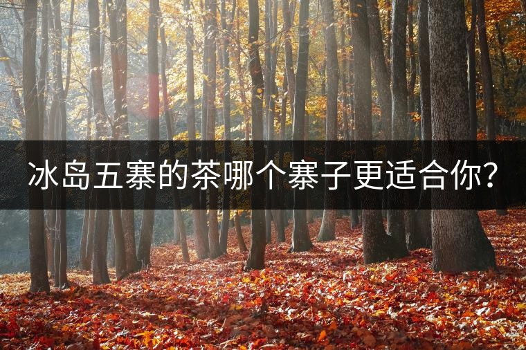 冰島五寨的茶哪個寨子更適合你？