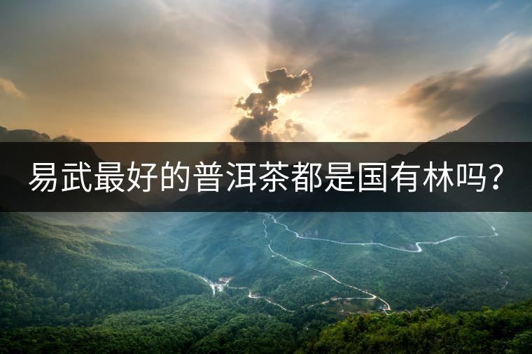 易武最好的普洱茶都是國(guó)有林嗎？