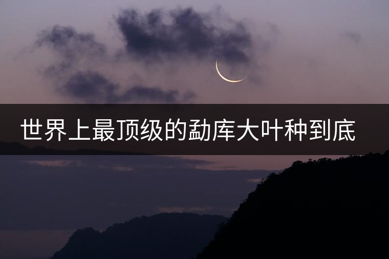 世界上最頂級的勐庫大葉種到底是什么？這篇文章講透了