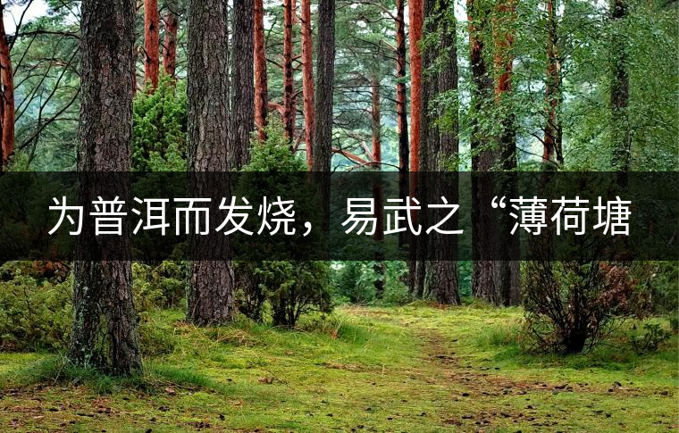 為普洱而發(fā)燒，易武之“薄荷塘