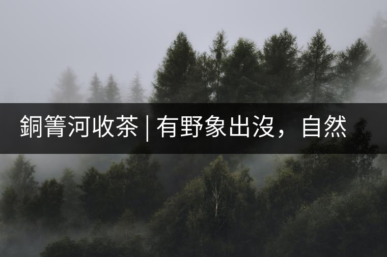 銅箐河收茶 | 有野象出沒，自然是好茶