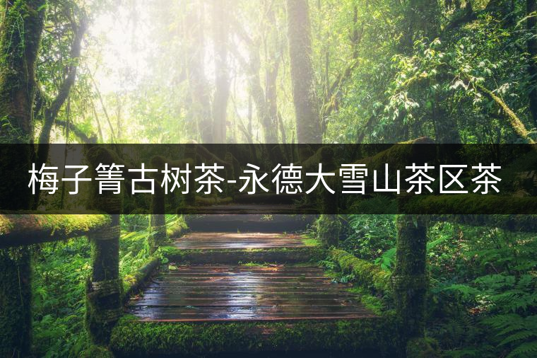 梅子箐古樹(shù)茶-永德大雪山茶區(qū)茶山資料介紹